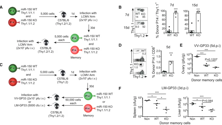 Figure 5. miR-150-Deficient Memory CD8 + T Cells Exhibit an Enhanced Recall and Protection Ability upon Secondary Pathogen Challenge
