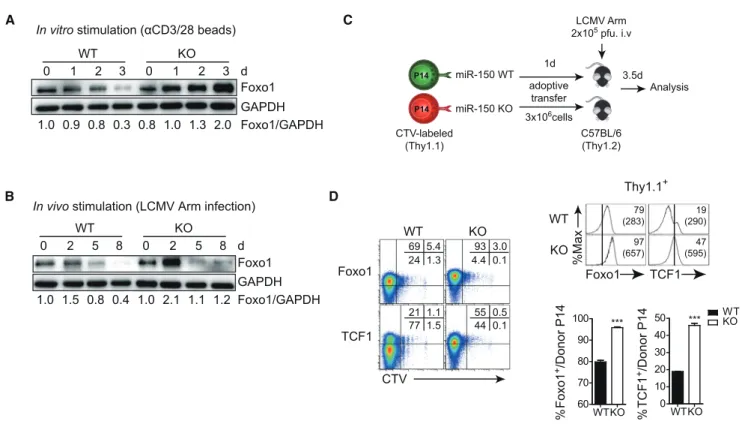 Figure 6. Foxo1-Mediated TCF1 Induction Is Increased in miR-150 KO CD8 + T Cells during T Cell Activation