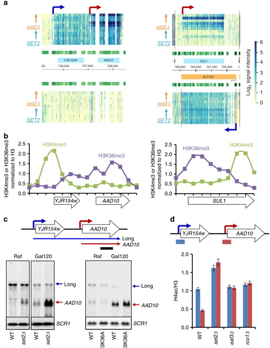 Figure 2 | Overlapping lncRNA transcription localizes H3K36me3 and Rpd3S to target promoters