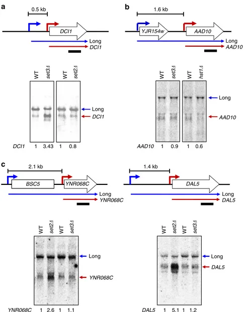 Figure 3 | Distinct effects of Set2 and Set3 on gene repression. (a) DCI1 induction is delayed by Set3 but not by Set2