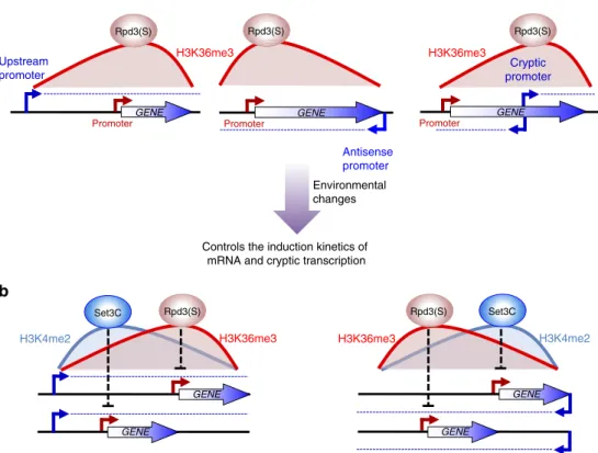 Figure 7 | Models for regulation of gene expression by Set2–Rpd3S pathway and overlapping lncRNA transcription