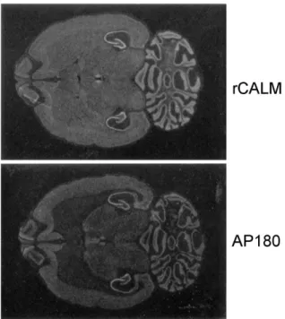 Figure 3. Differential expression of the clathrin assembly protein transcript in various tissues of rat