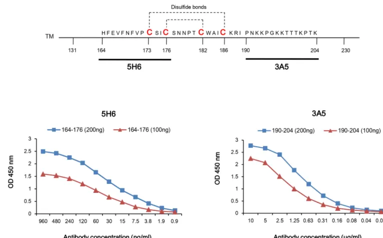 Fig 1. Epitope mapping and affinity measurement of two monoclonal antibodies (5H6, 3A5) against G core fragment