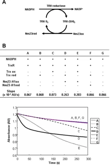 Figure 7. Impaired NDP kinase enzyme activity of oxidized Nm23-H1 is restored by of NADPH-TrxR-Trx system