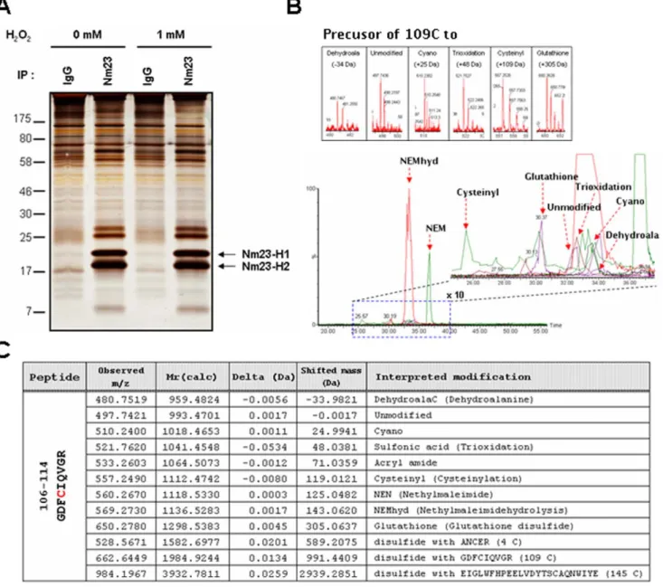 Figure 1. Post-translational modifications of cellular Nm23-H1 in MCF-7 breast cancer cells