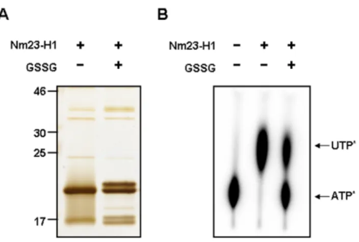 Figure 4. Glutathionylation of Nm23-H1 abolishes NDP kinase enzymatic activity. (A) Recombinant wild type Nm23-H1 was treated with 5.0 mM glutathione for 30 min at 37uC