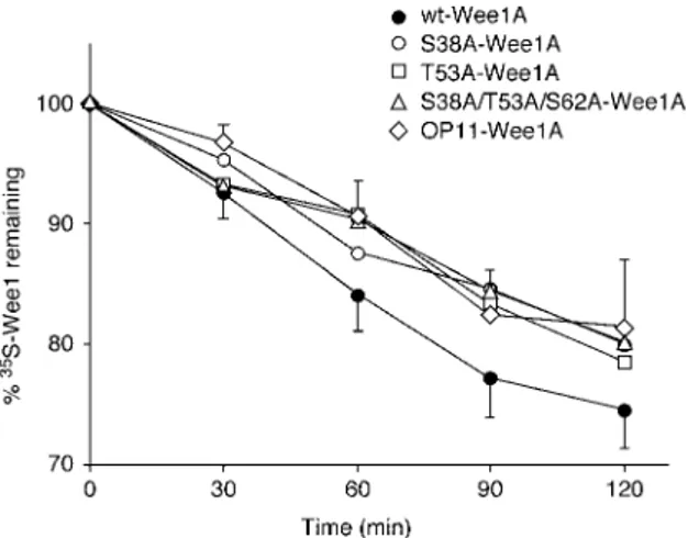 FIG. 4. Degradation of Wee1A mutants in interphase Xenopus egg extracts. Wild-type (wt) Wee1A and four phosphorylation site mutants (S38A-Wee1A, T53A-Wee1, S38A/T53A/S62A-Wee1A, and  OP11-Wee1A) were translated in vitro in reticulocyte lysates in the prese