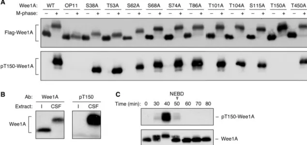 FIG. 5. Phosphorylation of Thr 150 in vitro and in cycling extracts. (A) Recognition of T150-phosphorylated forms of recombinant Wee1A by an affinity-purified pT150 antibody (Ab)
