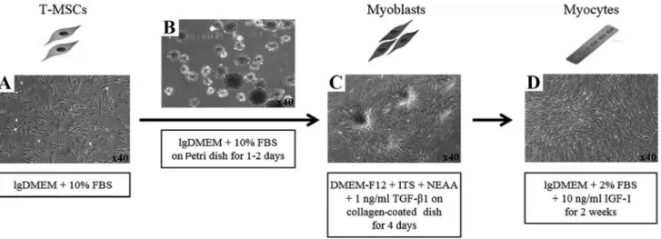 Figure 2. Schematic of myogenic differentiation from human tonsil-derived mesenchymal stem cells (T-MSCs)