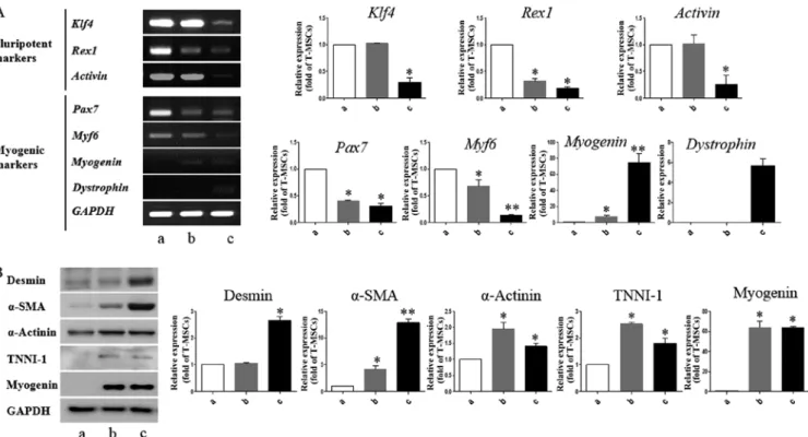 Figure 4. Immunocytochemistry for the detection of myogenic markers. The expression of muscle-related proteins in the tonsil-derived mesenchymal stem  cells (T-MSCs) during the process of myogenic induction (T-MSCs; T-MSC-derived myoblasts; T-MSC-derived m