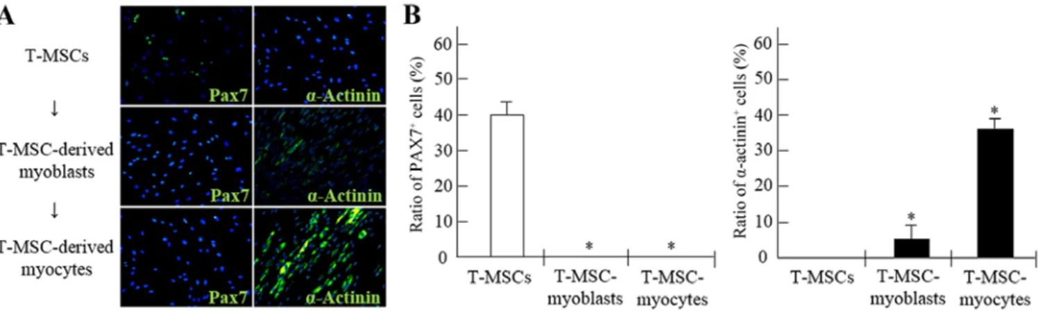 Figure 6. Derivation of myogenic cells from human tonsil-derived mesenchymal stem cells (T-MSCs)