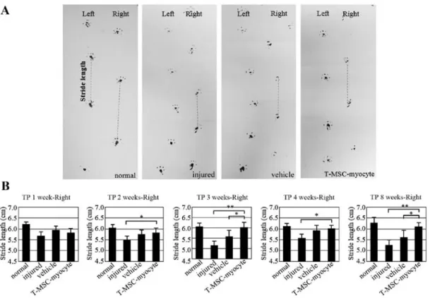 Figure 9. Assessment of gait by footprint analysis. (A) Parameters measured in footprint analysis are shown, with dotted lines representing the direction of progres- progres-sion
