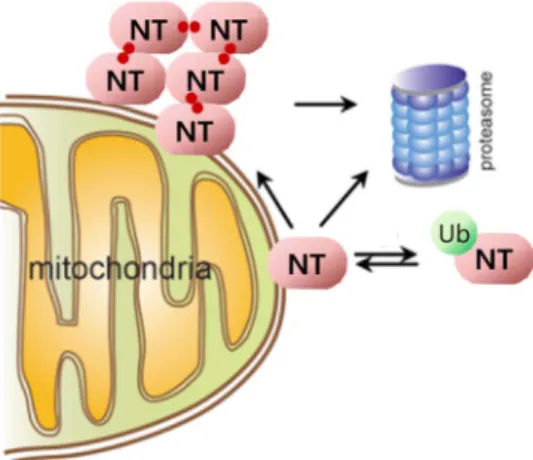 Figure S1 N-terminal 11 amino acid truncated UCH-L1, NT-UCH-L1, doesn’t have ubiquitin hydrolase enzyme activity