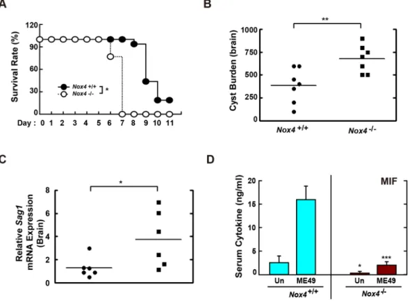 Figure 7.  Nox4 is required for the host resistance against both RH and ME49 strain of T