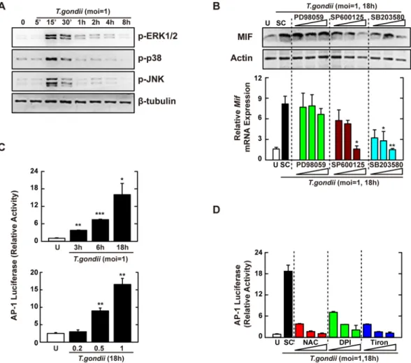 Figure 2.  T. gondii-induced MIF expression is mediated through the activation of JNK and p38 MAPK 