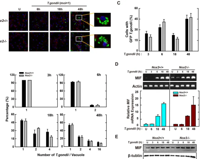 Figure 4.  Macrophage-derived Nox2/gp91phox is not associated with induction of antiparasitic defense 