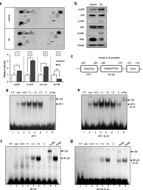 Figure 3.  Necrotic cells induce phosphorylation of p38, JNK, and IκBα and IL-8 induction