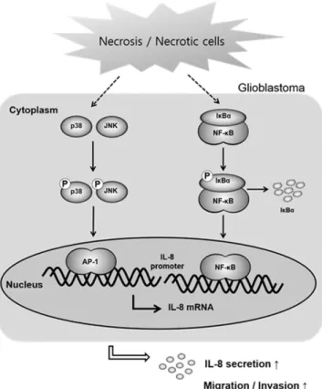 Figure 5.  Proposed model for the effect of necrosis/necrotic cells in regulating glioblastoma invasion