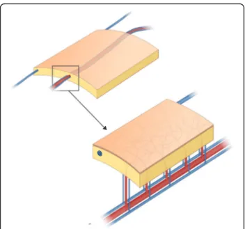 Fig. 1 Schematic structure of the fasciocutaneous flap. Please note the septocutaneous perforator and complex vascular network originating from radial artery and venae comitantes