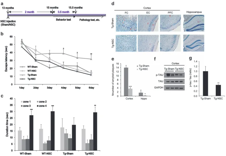 Figure 2 NSC transplantation at the early stage of AD attenuated the learning and memory impairment and decreased the number of amyloid plaques and tau pathology in Tg2576 mice