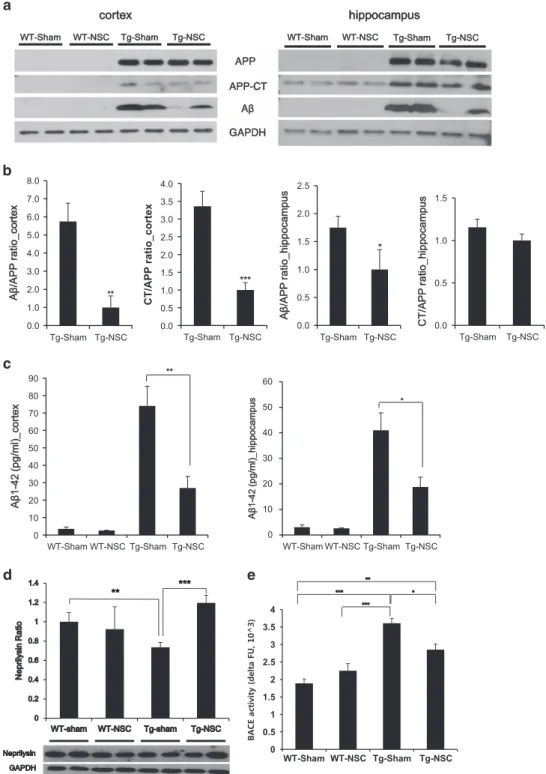 Figure 3 NSC transplantation influenced the processing of APP and the clearance of A β protein in Tg2576 mice brains