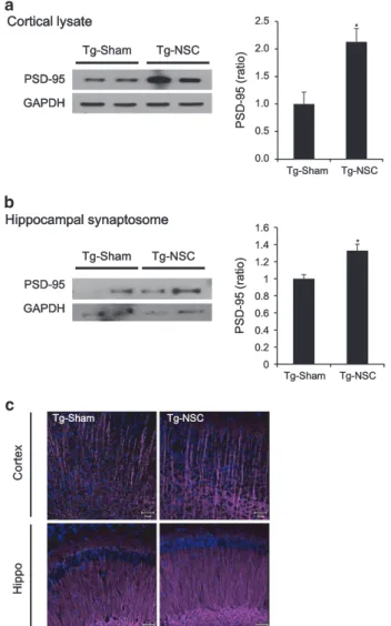 Figure 6 Synaptic density was increased in the NSC-transplanted Tg2576 mice. (a and b) PSD-95 expression level was analyzed by western blot