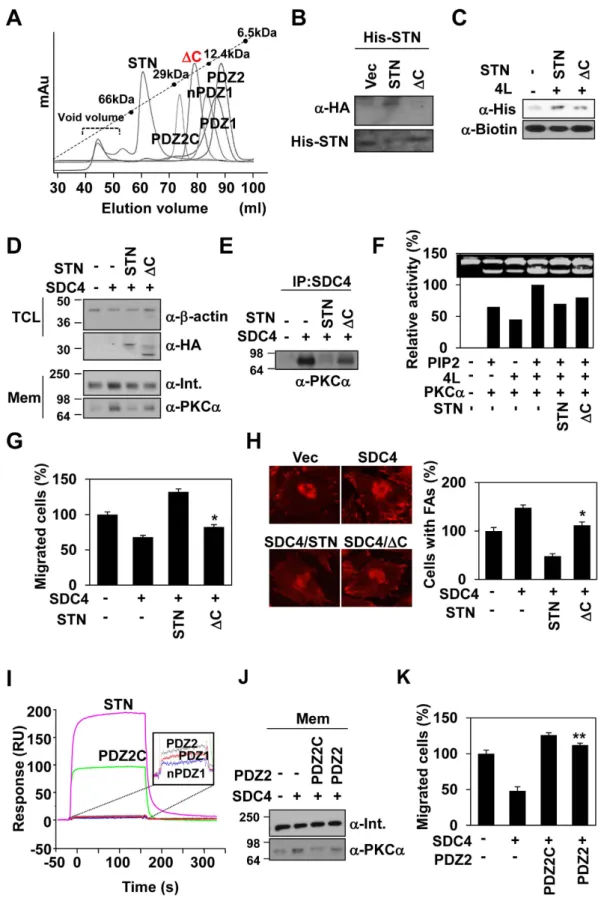 Figure 5.  The role of C-terminal domain of syntenin-1 for dimerization and negative regulation of  syndecan-4
