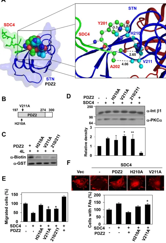 Figure 2.  Syntenin-1 as a negative regulator of syndecan-4 via the PDZ2 domain. (A) Intermolecular  interactions between syntenin-1 (STN) and syndecan-4 (SDC4) are presented