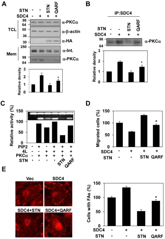 Figure 4.  Dimeric syntenin-1 in the regulation of syndecan-4 functions. (A) Total cell lysates (TCL) were  separated by electrophoresis on 12% SDS-PAGE gels and syntenin expression was analyzed by immunoblotting  with anti-HA antibody