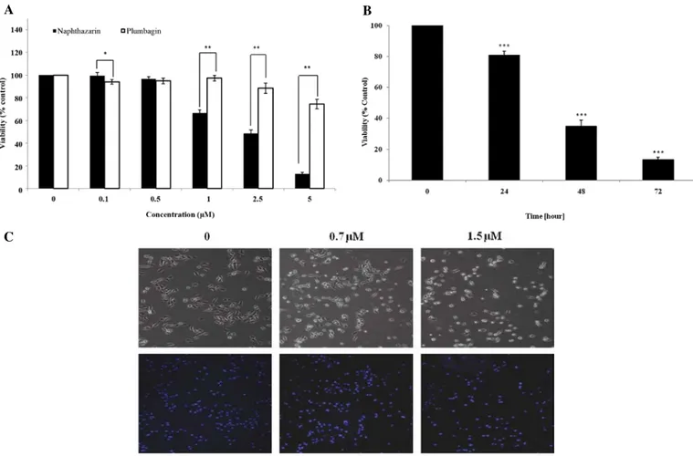 Figure 1. Effect of naphthazarin on cell viability and proliferation. (A) Comparative cell viability in the presence of plumbagin or naphthazarin and (B) inhibitory  effect of naphthazarin on cell proliferation in AGS gastric cancer cells as measured by th
