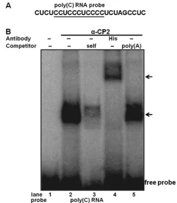 Figure 3. RNA electrophoretic mobility shift assay (EMSA) of recombinant  mouse His-tagged α-complex protein 2 (α-CP2) using an RNA probe