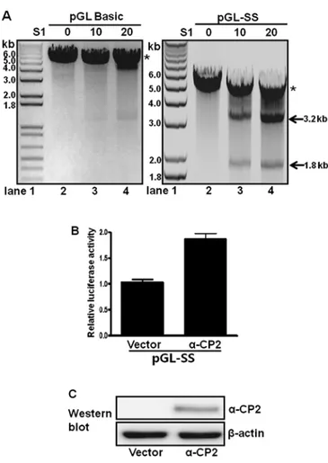 Figure 5. The S1 nuclease sensitivity of single-stranded poly(C)-containing  promoters
