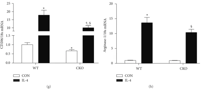 Figure 6: Pharmacological or genetic inhibition of catalase alters macrophage activation in response to LPS or IL-4