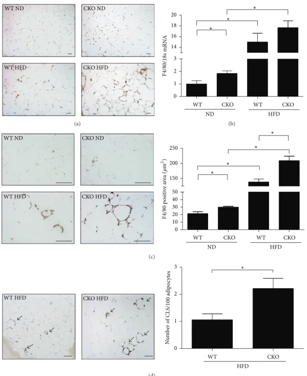 Figure 1: Catalase deficiency accelerates oxidative stress, macrophage infiltration, and crown-like structures in epididymal WAT