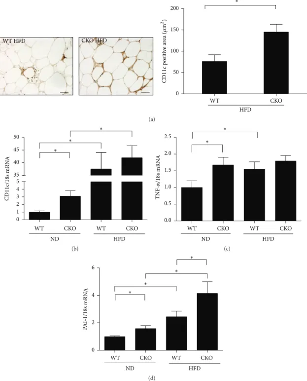 Figure 2: Catalase deficiency favors M1 activation and inflammation in the stromal vascular fraction of epididymal WAT
