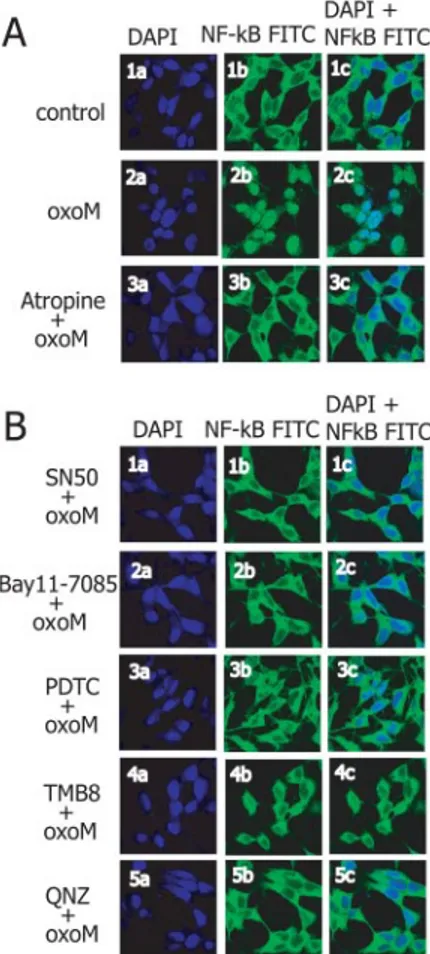 FIGURE 1. NF-␬B activation by muscarinic receptor stimulation. SH-SY5Y cells were treated with vehicle (a), 100 ␮ M carbachol (b and d), 1 m M carbachol (c), 100 ␮ M oxoM (e and g), or 1 m M oxoM (f) for 1 h