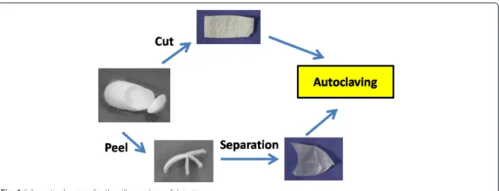 Fig. 1 Schematic drawings for the silk membrane fabrication