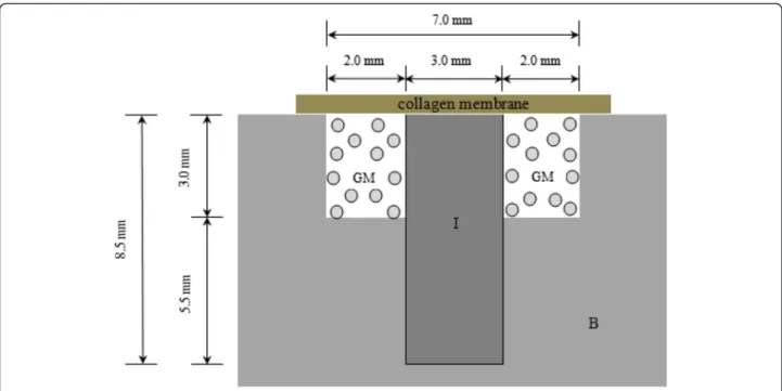 Fig. 1 Schematic of experiment. The schematic graph shows the length and diameter of implant fixture around the bone defect