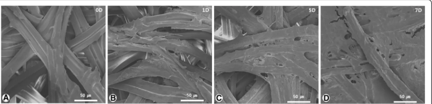 Fig. 3 Scanning electron microscopy (SEM) images of cell attachment on the surface of the silk fibroin (SF) membrane