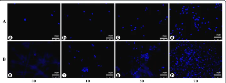 Fig. 5 Cells stained by DAPI were counted over time. A control group (a-d), B silk fibroin membrane group (e-h)