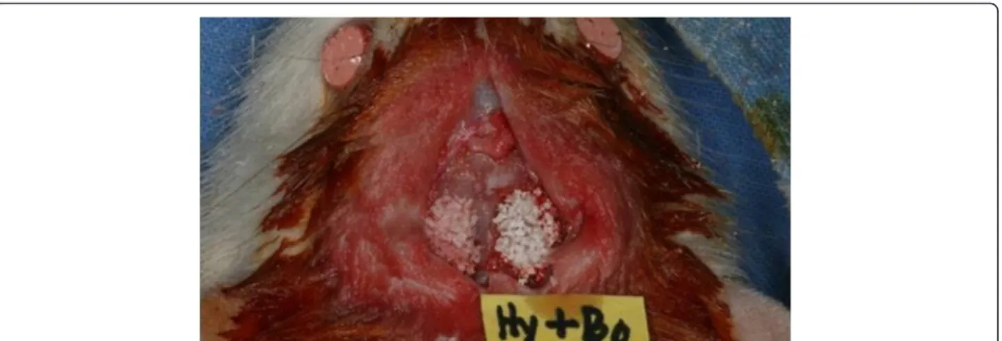 Fig. 1 Two defects (diameter ≥8 mm) were created. Bone graft materials were filled in the critical-size defects