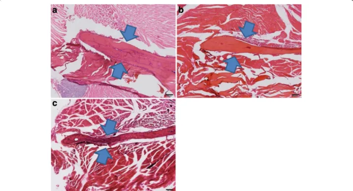 Fig. 1 Cortical bone of the rat mandibular ramus. The arrows indicate the mandibular ramus