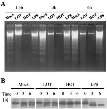FIG. 1. (A) Inhibition of beauvericin-induced internucleosomal DNA fragmentation by O