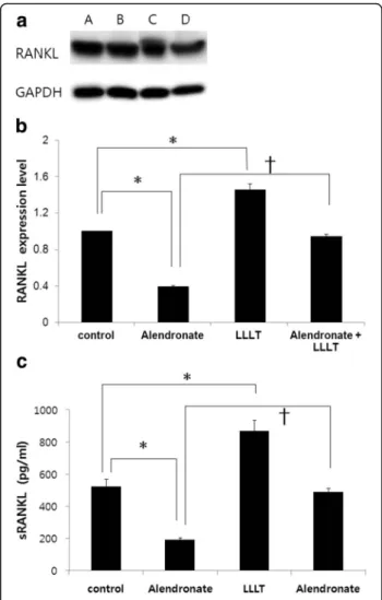 Fig. 2 OPG expression in cells treated with alendronate and LLLT.
