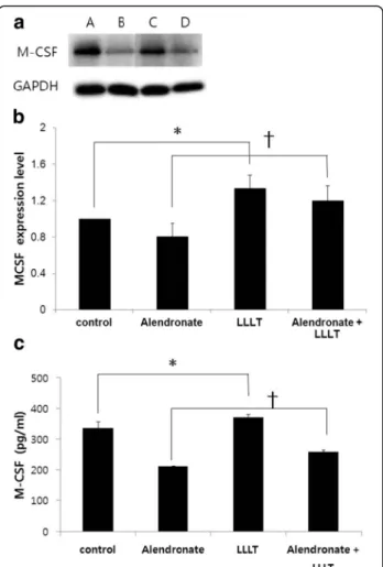 Fig. 4 M-CSF expression in cells treated with alendronate and LLLT.