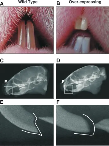 Fig. 5. Tooth morphology of thymosin  βββββ4 over-expressing mice. The teeth of the transgenic mice were blunter due to significant fragility and they appeared chalky in color, indicating enamel hypoplasia (A,B)