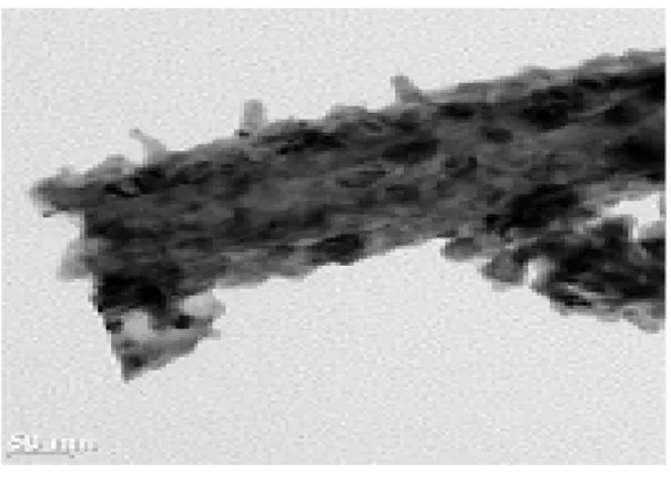 Fig. 2 SEM (a~d) and TEM (e~g) images of metal doped on  TiO 2