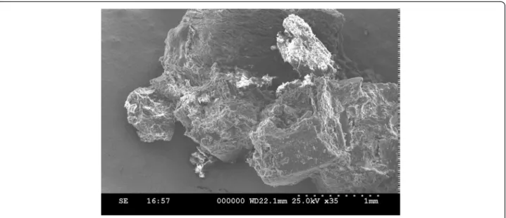 Figure 8 SEM image showing crystal-like PLLA material internalized by various cells.
