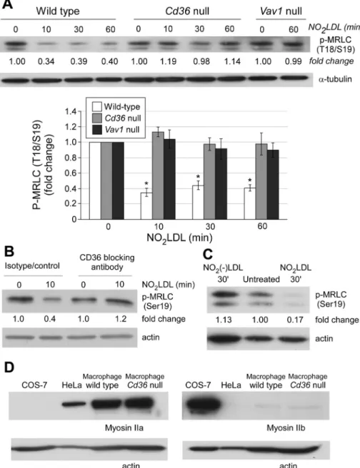 FIGURE 4:   OxLDL-CD36 interaction inhibits nonmuscle myosin II activity by dephosphorylating  MRLC