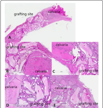 Fig. 2 Inflammatory reaction of grafted site at 2 week. a Gross specimen; b Group 1; c Group 2; d group 3; e Group 4